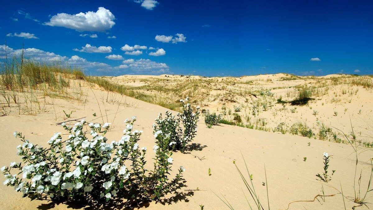 flowers growing in the sand at Monahans Sandhills State Park