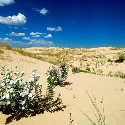 Monahans Sandhills State Park