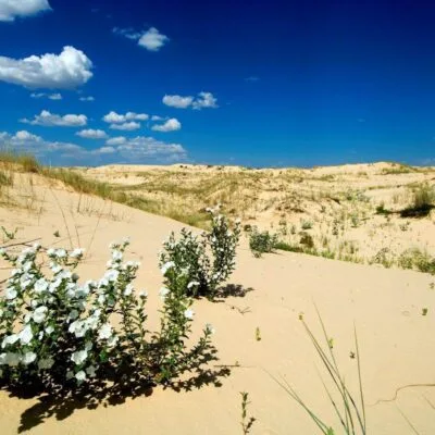 Monahans Sandhills State Park