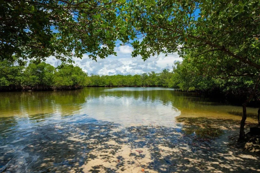 Scenic bay view of the mangrove swamp along the bay in Oleta River State Park