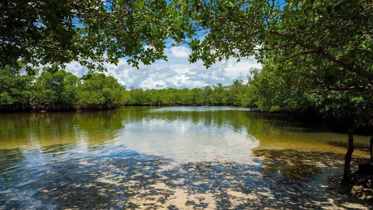 Scenic bay view of the mangrove swamp along the bay in Oleta River State Park