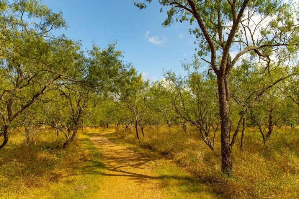 a trail through the trees at Palmetto State Park
