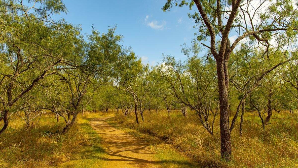 a trail through the trees at Palmetto State Park