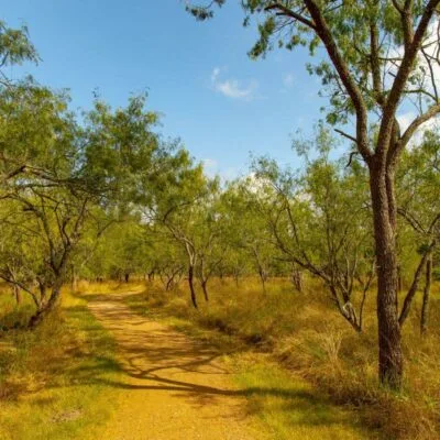 Palmetto State Park