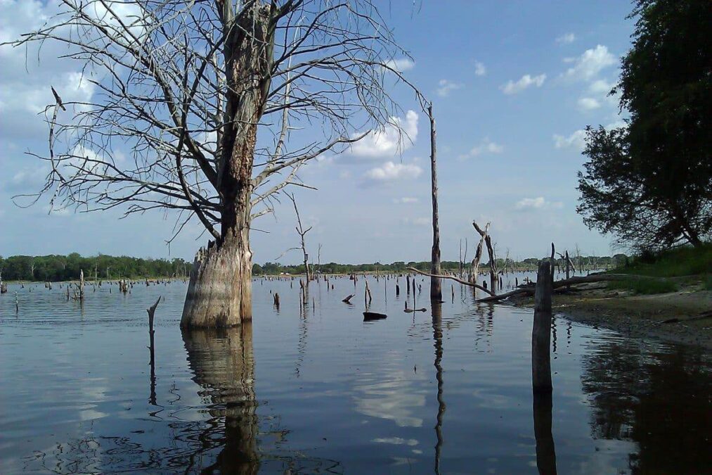 Dead trees in the water at Purtis Creek State Park.