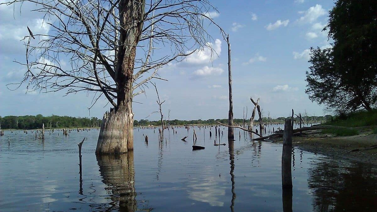 Dead trees in the water at Purtis Creek State Park.