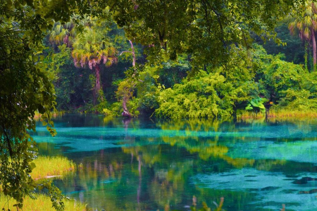 clear blue water through the trees at Rainbow Springs State Park