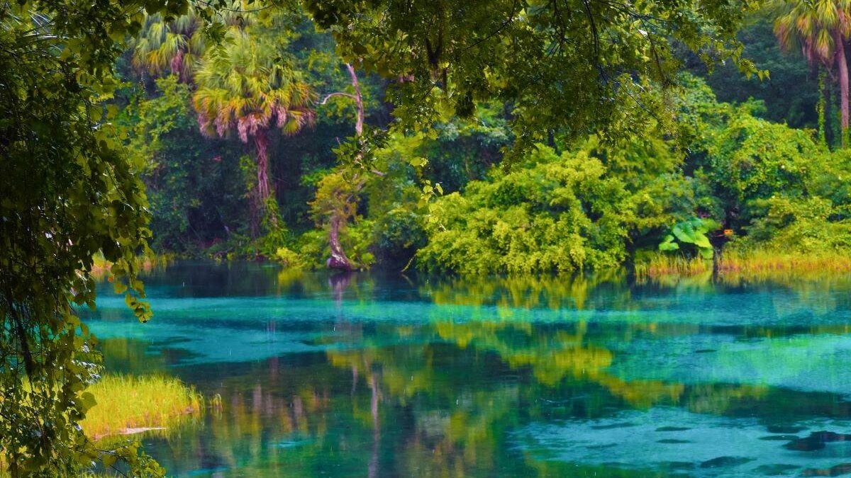 clear blue water through the trees at Rainbow Springs State Park