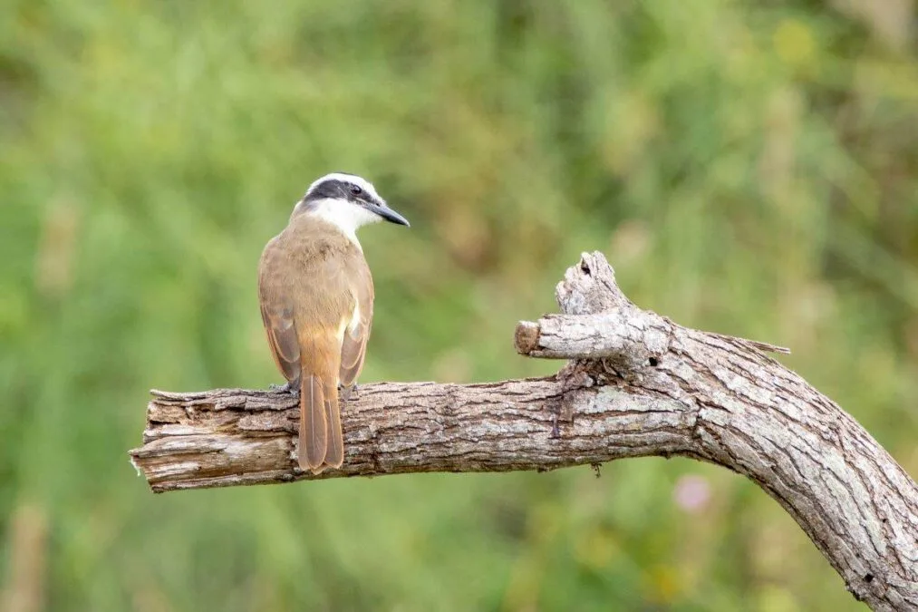 Great Kiskadee resting on a tree branch at Resaca de la Palma State Park