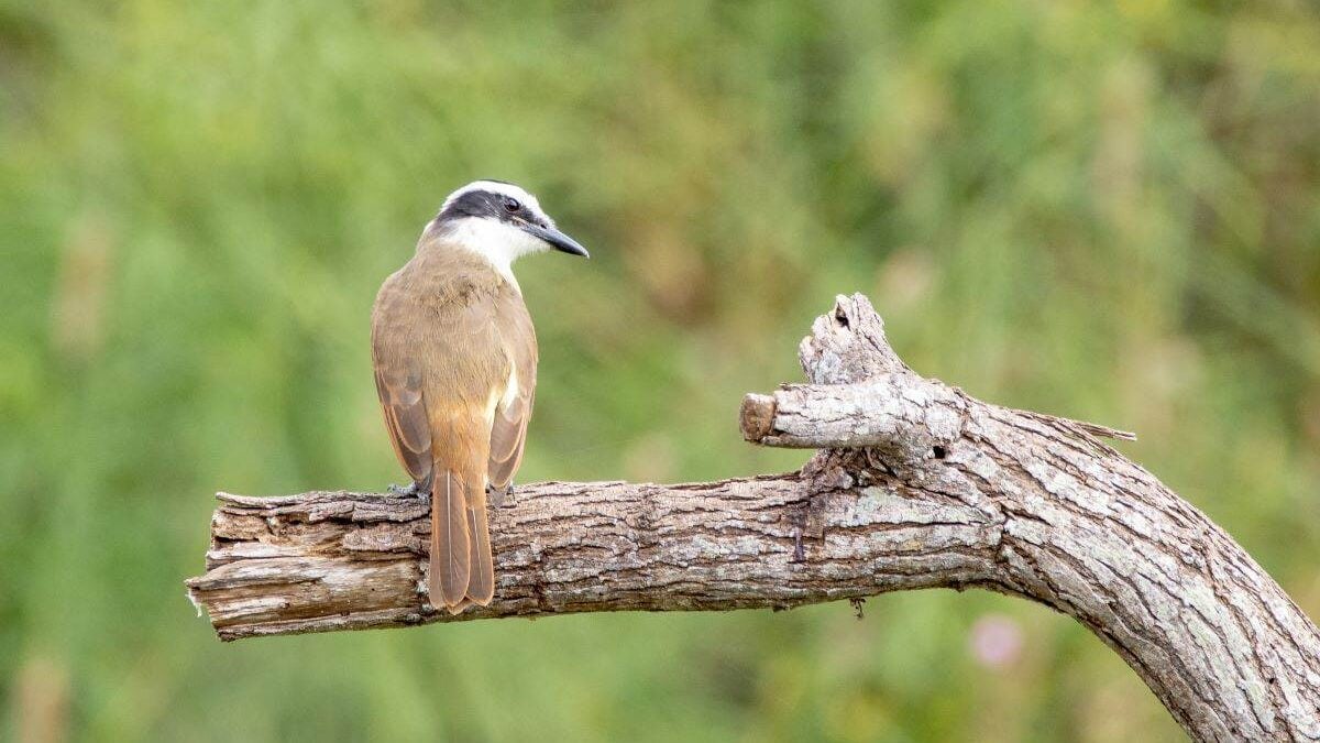 Great Kiskadee resting on a tree branch at Resaca de la Palma State Park