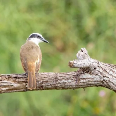 Resaca de la Palma State Park