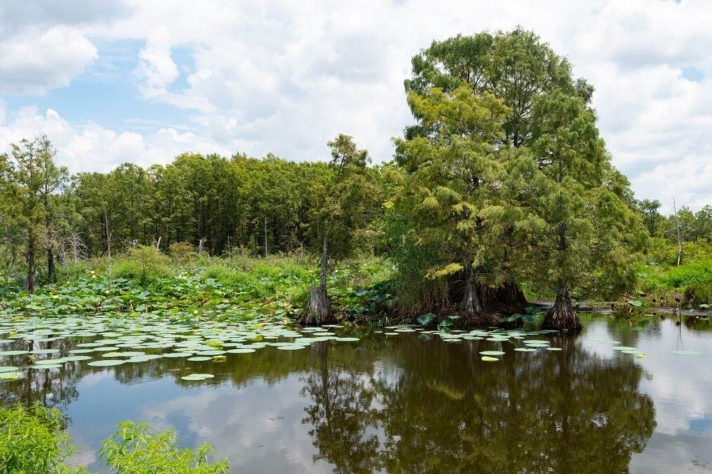 Bald Cypress and Yellow Lotus Water Plants in a Lake with Clouds Overhead at Sheldon Lake State Park