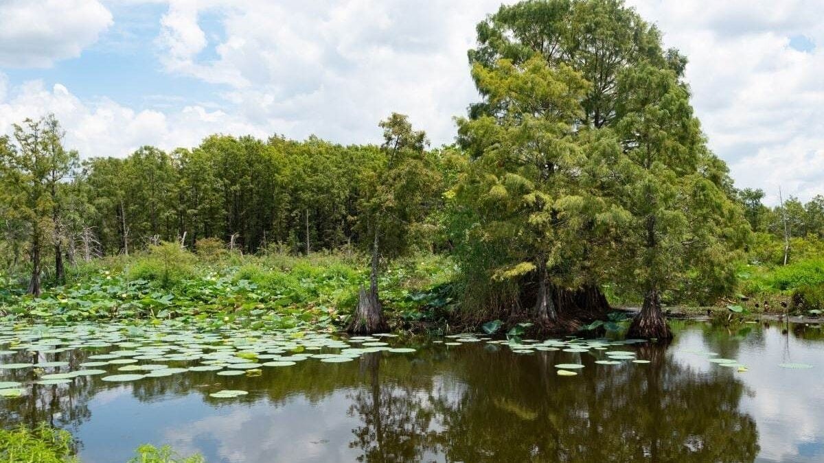 Bald Cypress and Yellow Lotus Water Plants in a Lake with Clouds Overhead at Sheldon Lake State Park