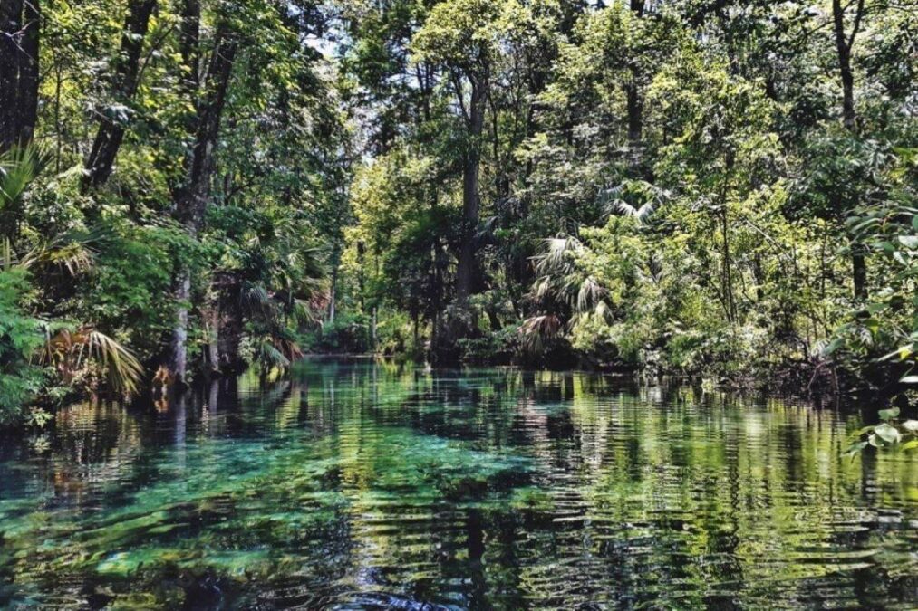 River Amidst Trees In Silver Springs State Park