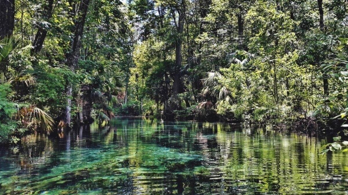 River Amidst Trees In Silver Springs State Park