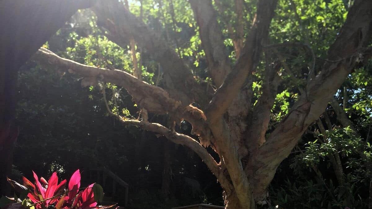 large tree at Tomoka State Park