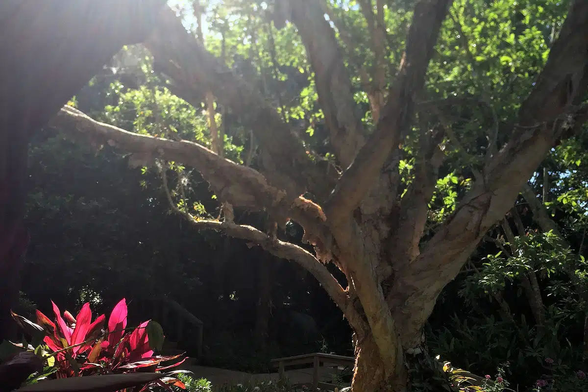 large tree at Tomoka State Park