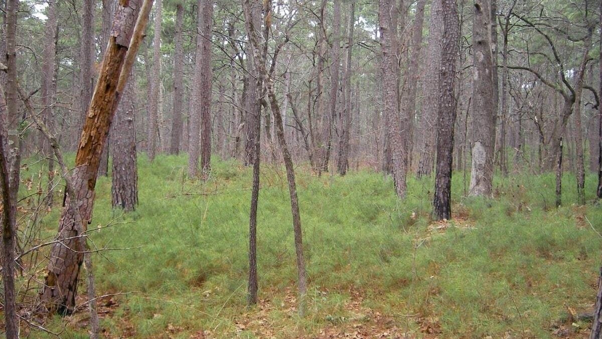 Pine forest at Tyler State Park in the Piney Woods region, east Texas.