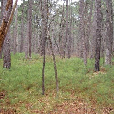 Tyler State Park