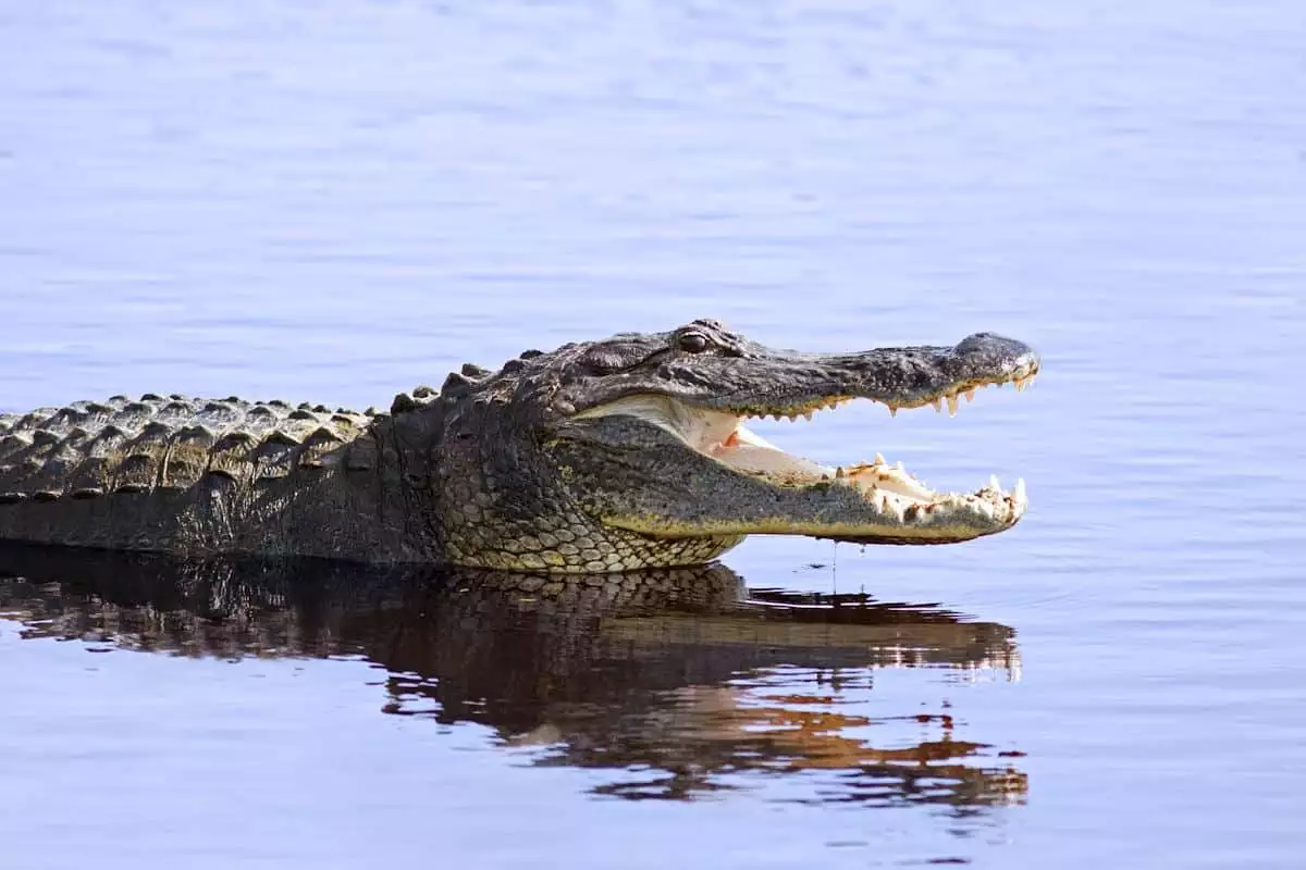 alligator with mouth open at a state park in florida