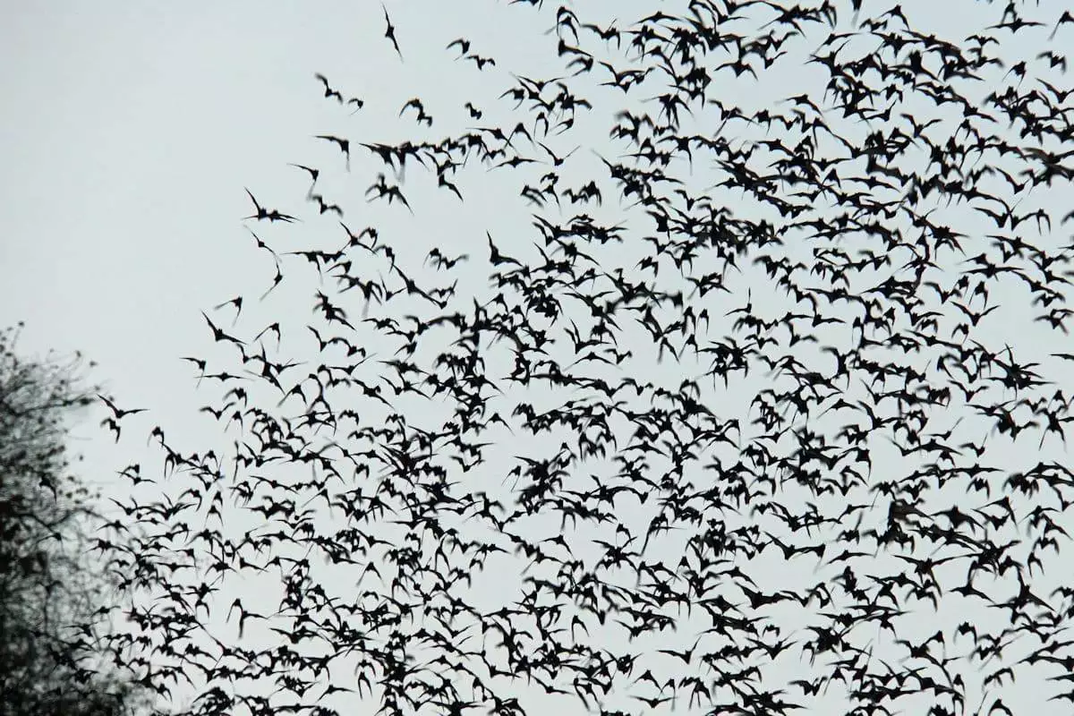 bats flying from a tunnel at a state park in Texas