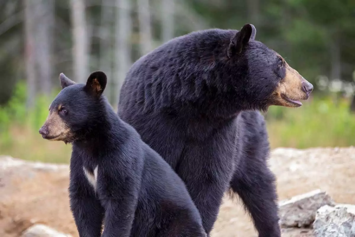 black bear mother and cub at a state park in new hampshire