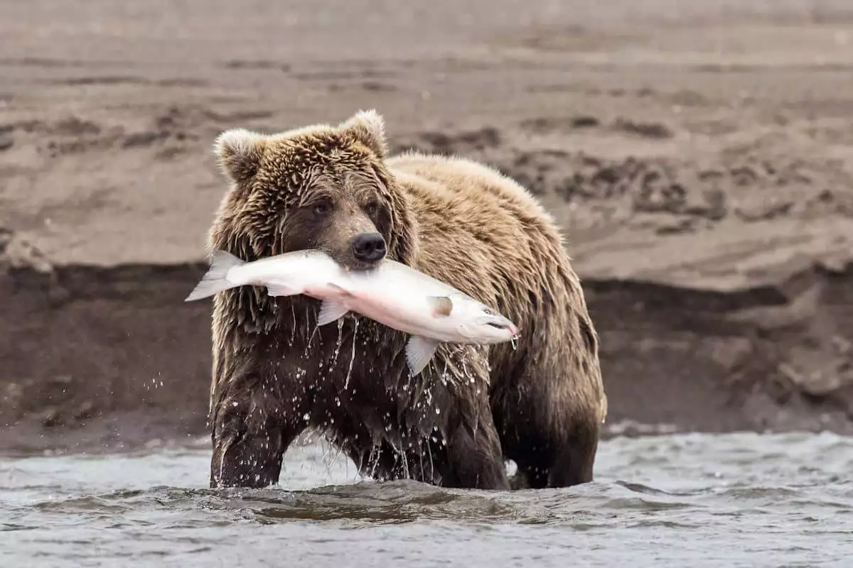 brown bear catching a fish at a state park in alaska