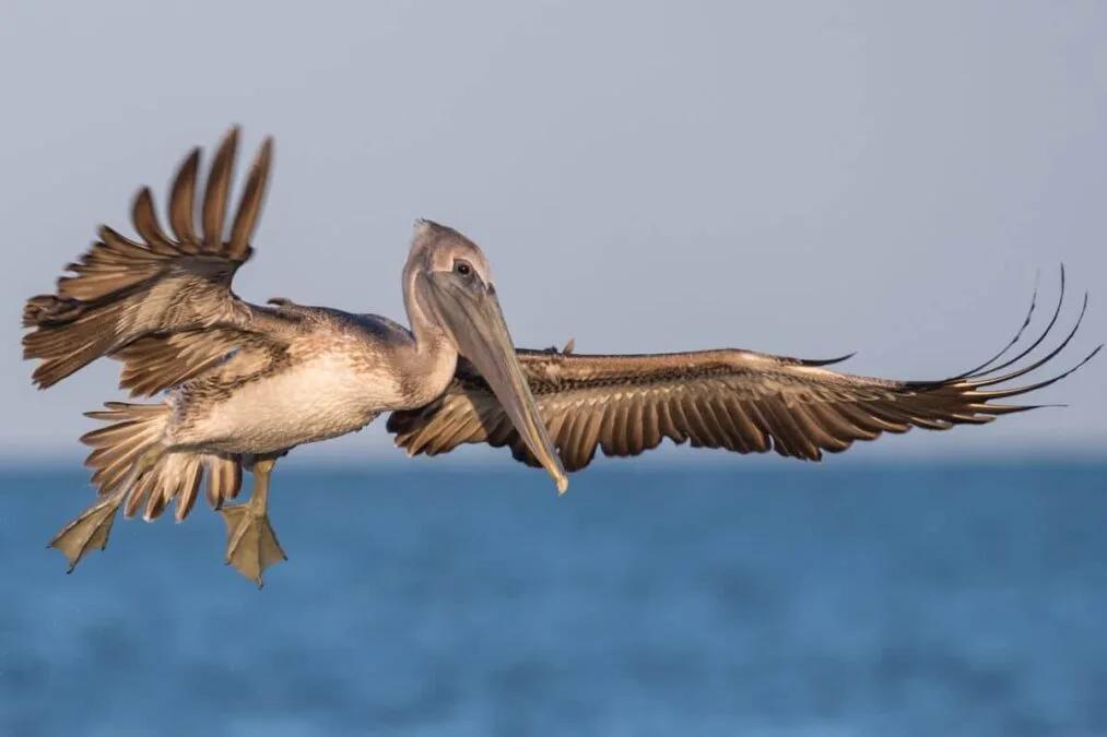 brown pelican at a state park in new jersey