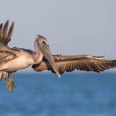 Pelican State Beach