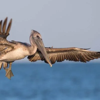 Pelican State Beach
