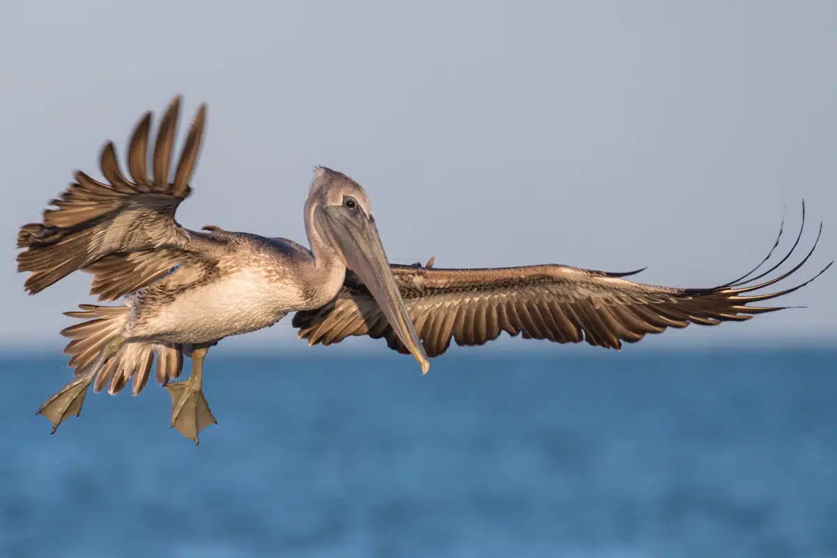 brown pelican at a state park in new jersey