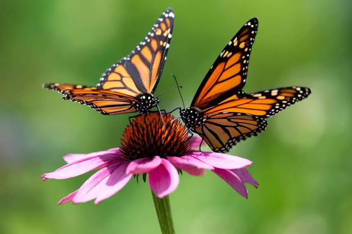 monarch butterflies on a flower at a state park in iowa