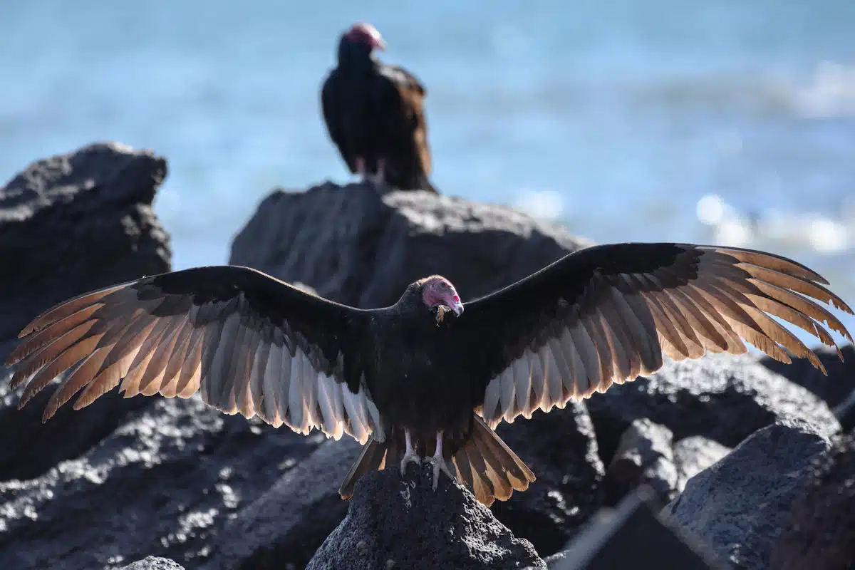 california condor at a state park