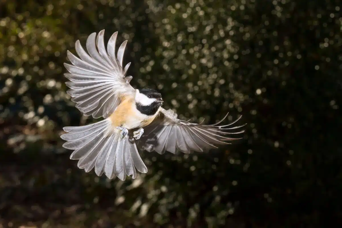 chickadee in flight at a state park in maine
