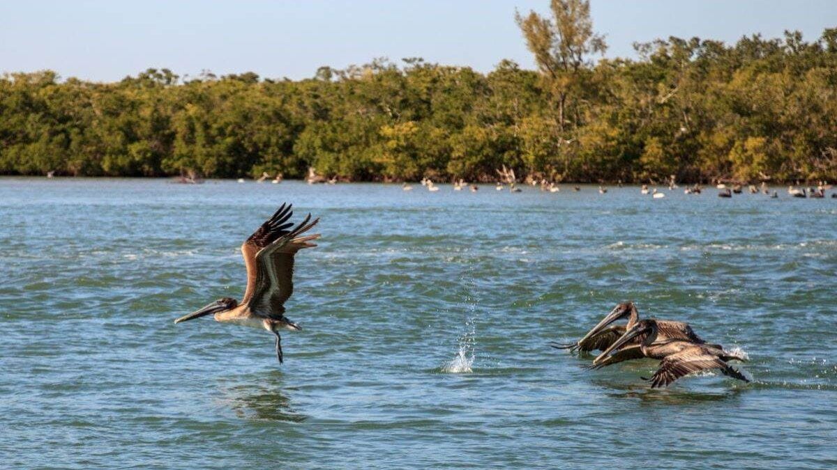 Pelicans fishing from atop the water at Delnor-Wiggins Pass State Park