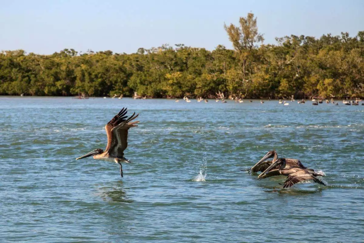 Pelicans fishing from atop the water at Delnor-Wiggins Pass State Park