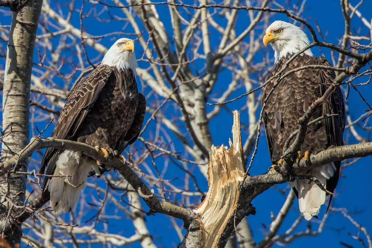 bald eagles in a tree at a state park in illinois