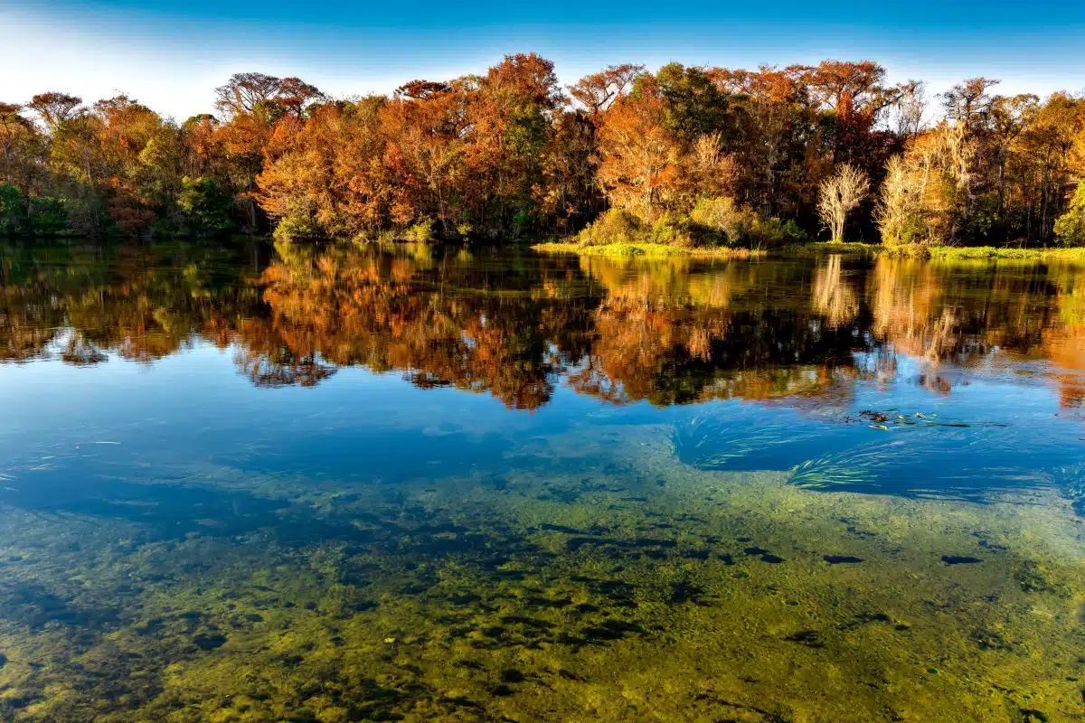 trees reflecting off the clear water at Edward Ball Wakulla Springs State Park