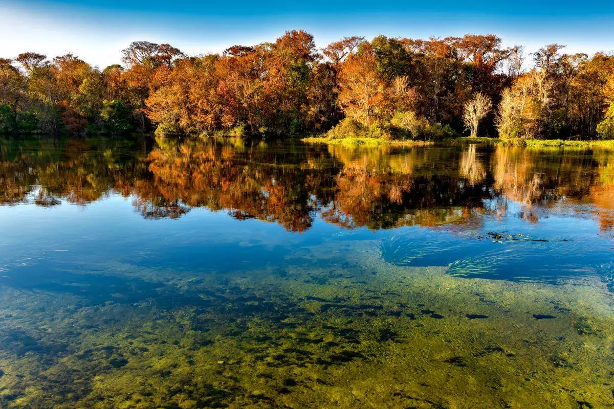 Edward Ball Wakulla Springs State Park 3 trees reflecting off the clear water at Edward Ball Wakulla Springs State Park