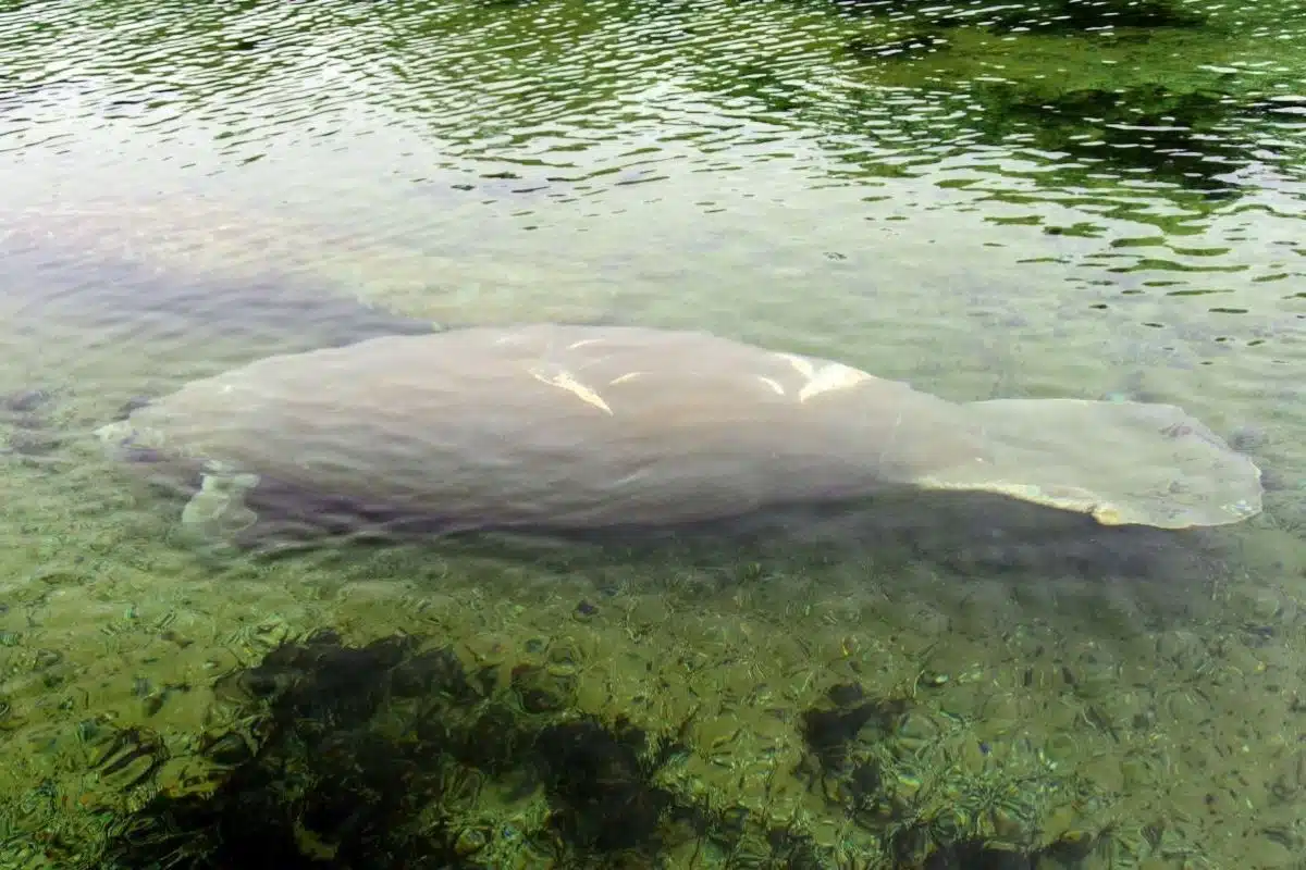Manatees swimming in the water at Edward Ball Wakulla Springs State Park