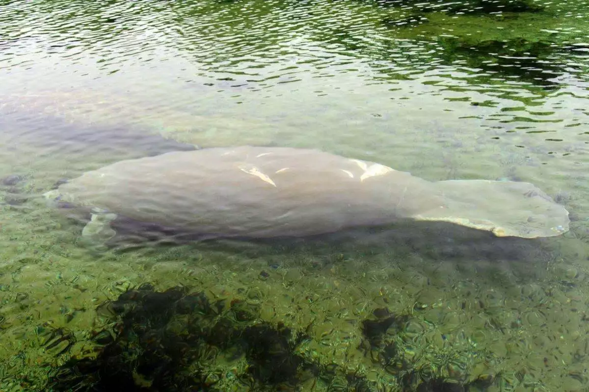 Edward Ball Wakulla Springs State Park 4 Manatees swimming in the water at Edward Ball Wakulla Springs State Park