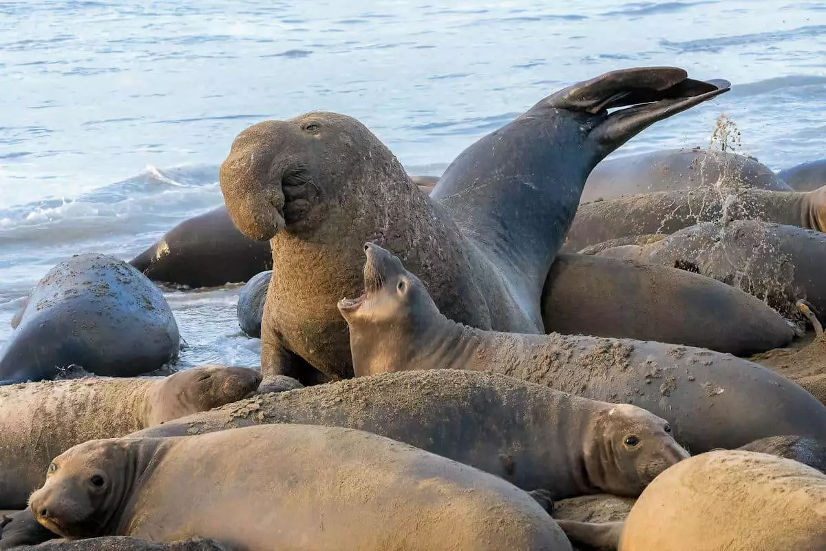 elephant seals on a beach at a state park in california