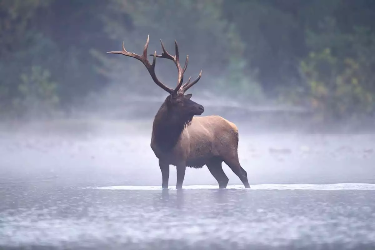 elk crossing a stream at a state park in pennsylvania