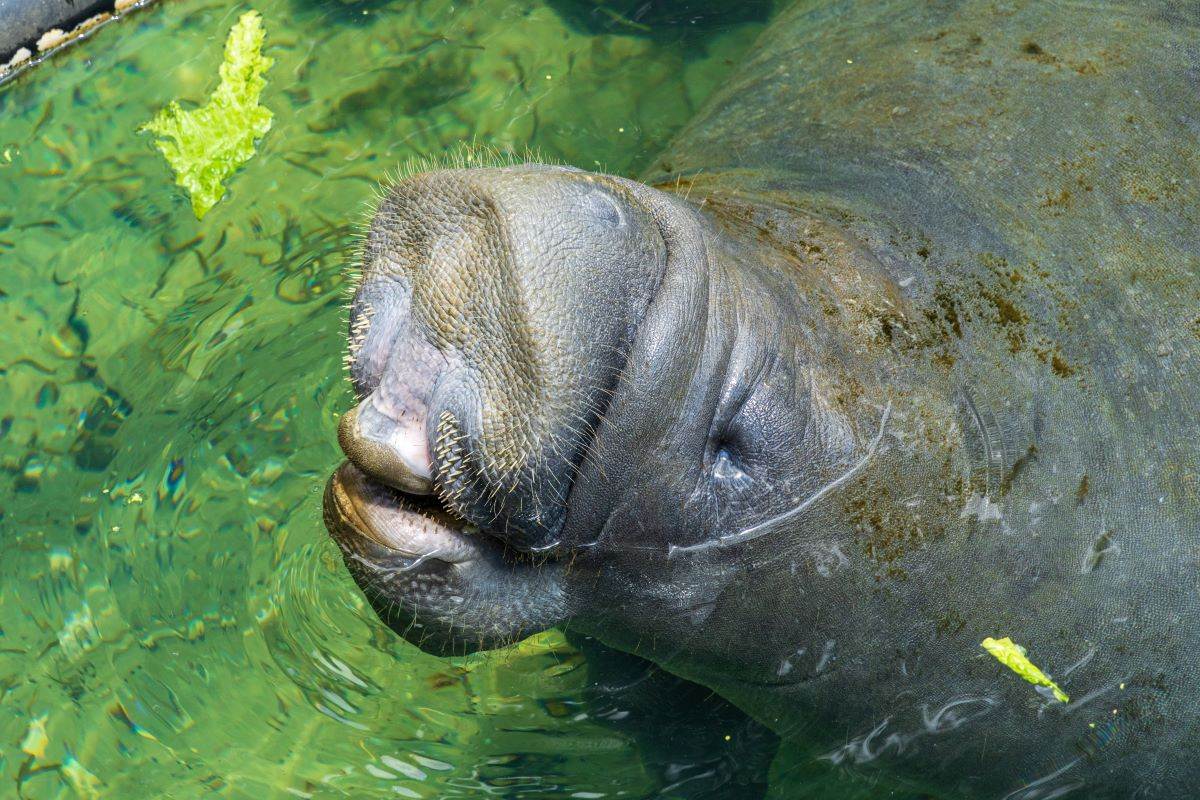 Manatee being fed lettuce at Ellie Schiller Homosassa Springs Wildlife State Park