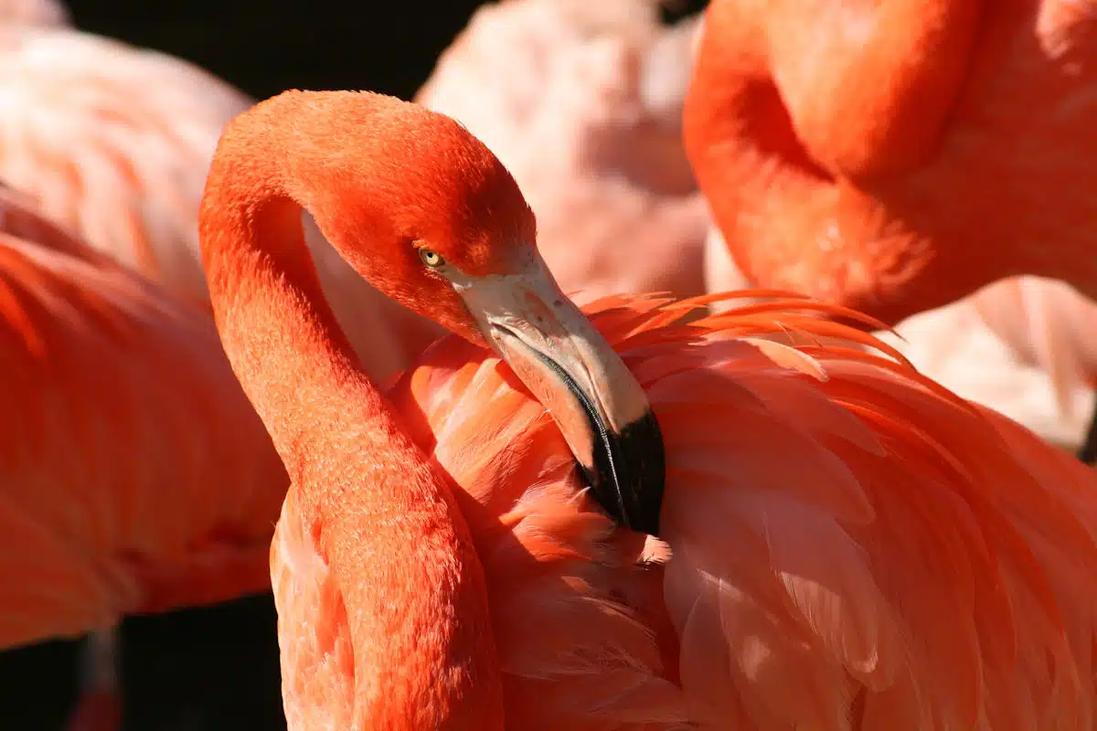 a flamingo at a state park in florida
