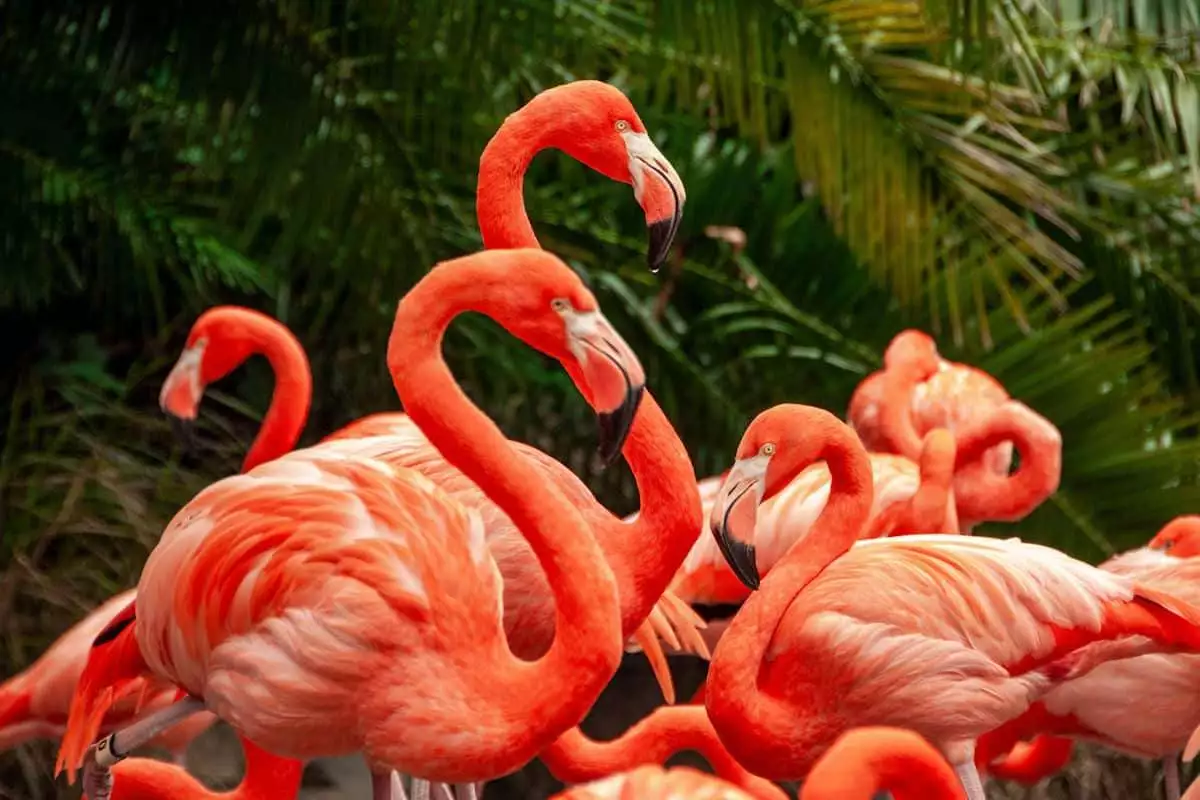 pink flamingos at a state park in florida