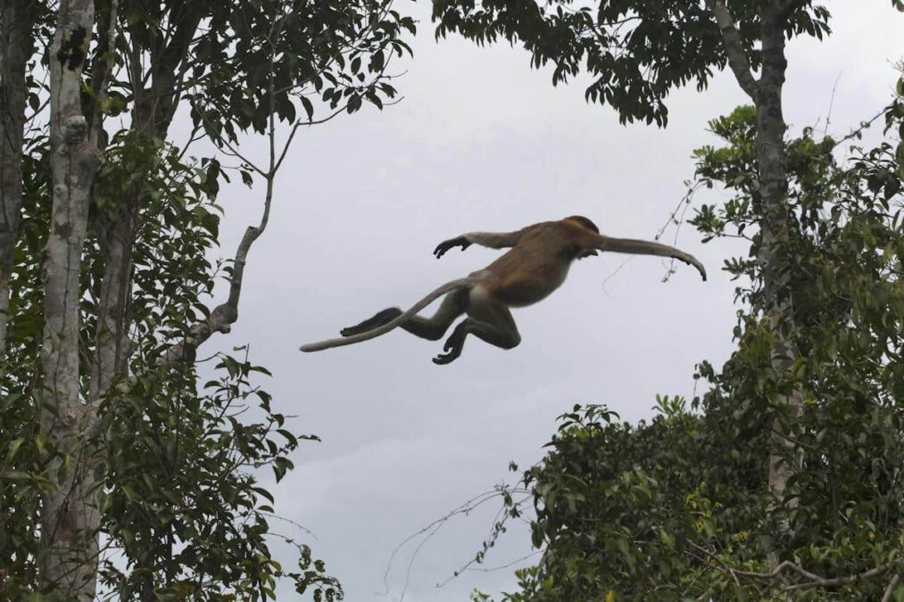 monkey leaping from a tree at a state park in florida