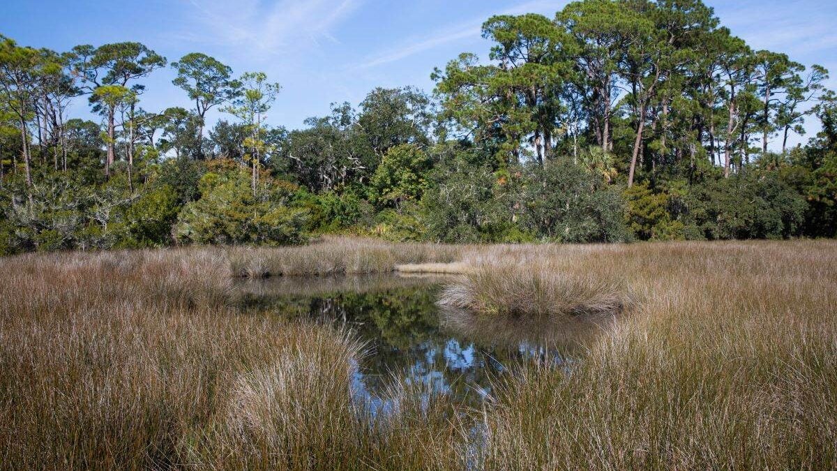 marshes at Fort Mose Historic State Park