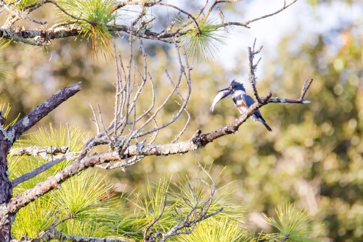 Kingfisher with a fish in its mouth at Fort Mose Historic State Park