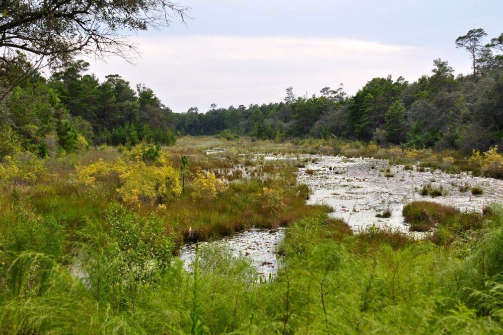 Puddin head lake at Fred Gannon Rocky Bayou State Park